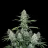 Zkittlez Regular