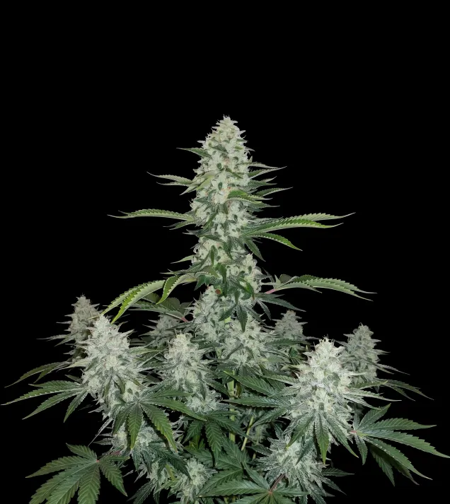 Zkittlez Regular