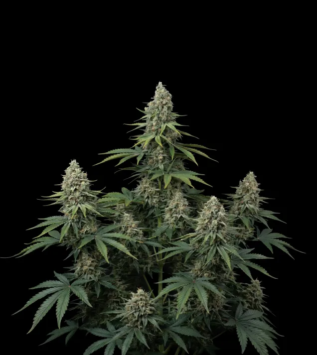Critical 47 F1