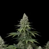 Critical 47 F1