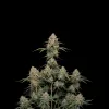 Gorilla Blue Auto
