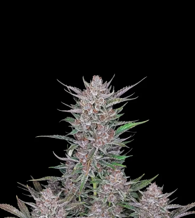 Gorilla Punch Auto