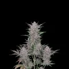 Gorilla Punch Auto
