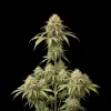 Pineapple Express