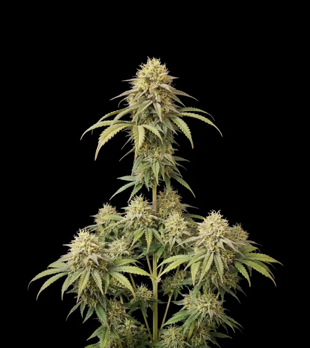 Pineapple Express