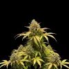 Pineapple Express Auto