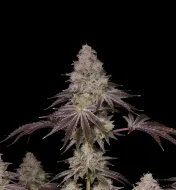 Rainbow Sherbet