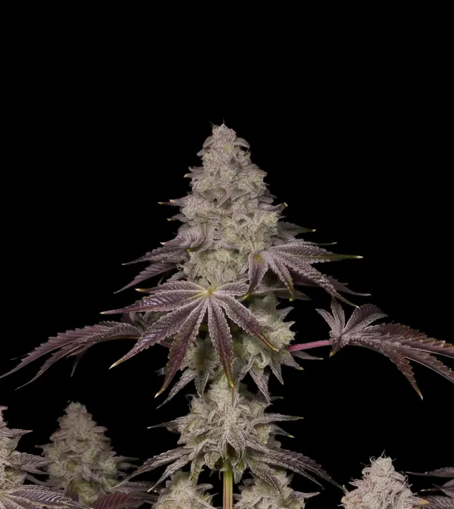 Rainbow Sherbet