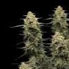 Strawberry Banana Auto