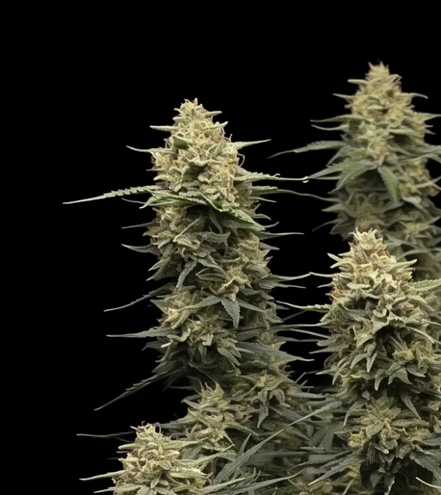 Strawberry Banana Auto