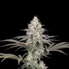 Strawberry Cough