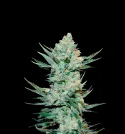 Tangie Auto