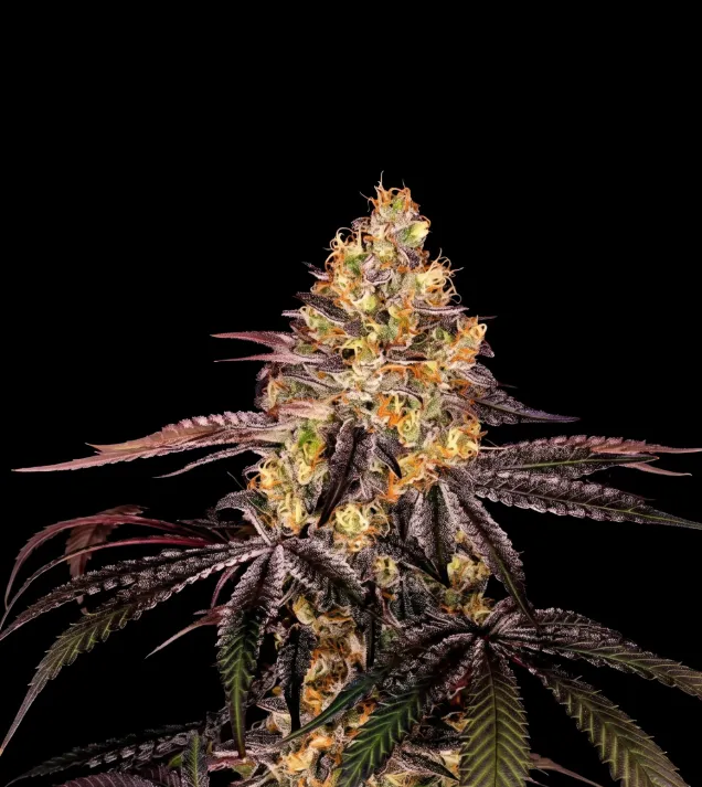 Watermelon F1