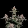 Grease Monkey