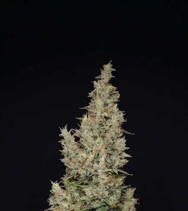 Hindu Kush Automatic