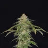 AK 48