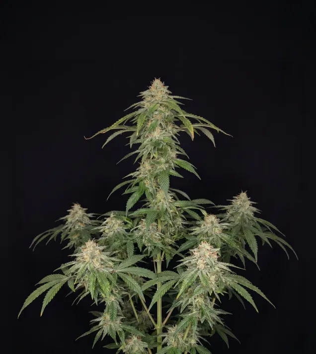 AK 48