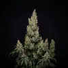 Hindu Kush Automatic