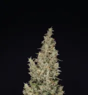 Hindu Kush Auto