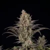 Purple Urkle