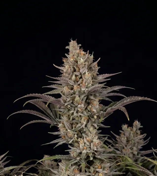 Purple Urkle