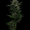 All Gas OG Auto