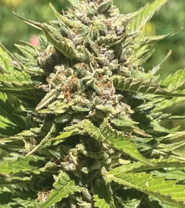 Banana Melt