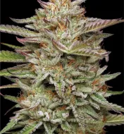 Banana OG