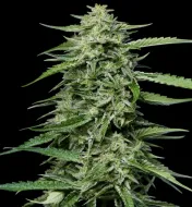 Blueberry Honey