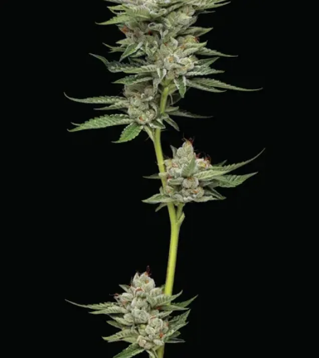 Durban Poison Auto