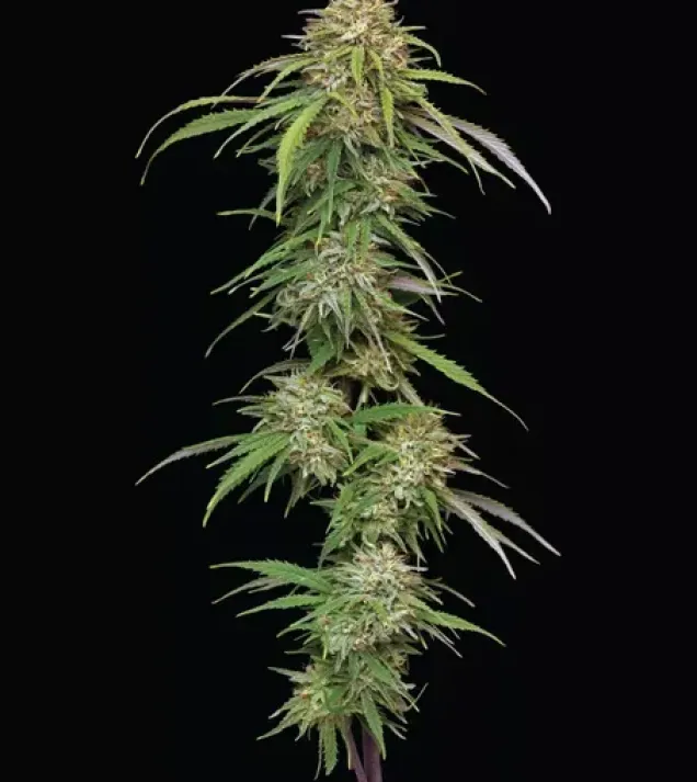 Ed Rosenthal's Super High Life