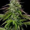Garlic Budder Auto