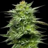 Mountaintop Mint