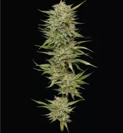 OG Kush Auto