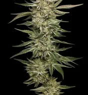 OG Triploid Auto