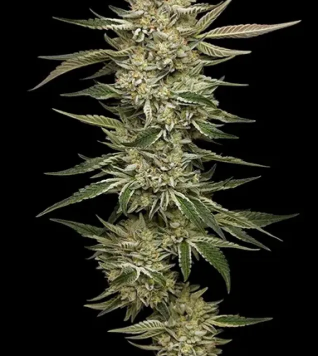 OG Triploid Auto