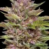 Pineapple Muffin Auto