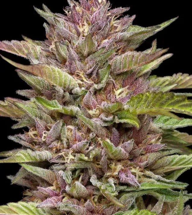 Pineapple Muffin Auto