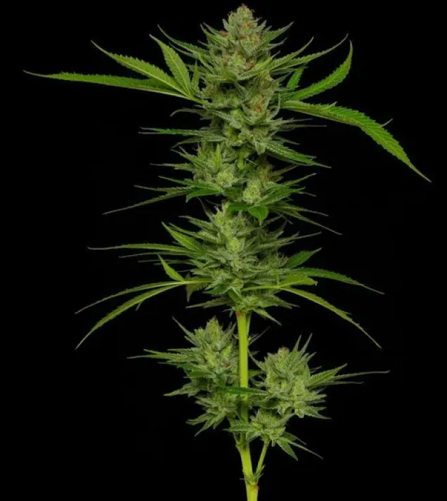 Slightly Stoopid Fruits
