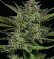 Sour Apple Auto