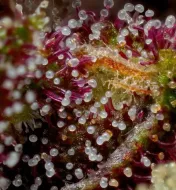 Squirt Auto