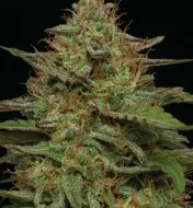 Strawberry Cheesecake Auto