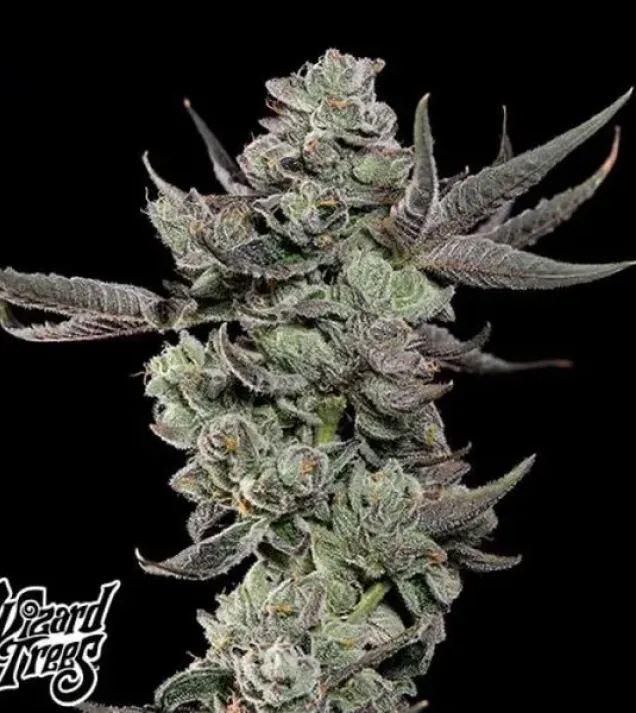 Cali Tings