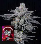 Zangria Funk