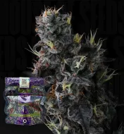 Giggin' Grapes