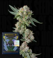 Glue31