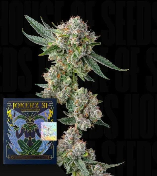 Glue31