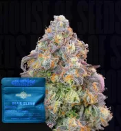 Blue Zlime