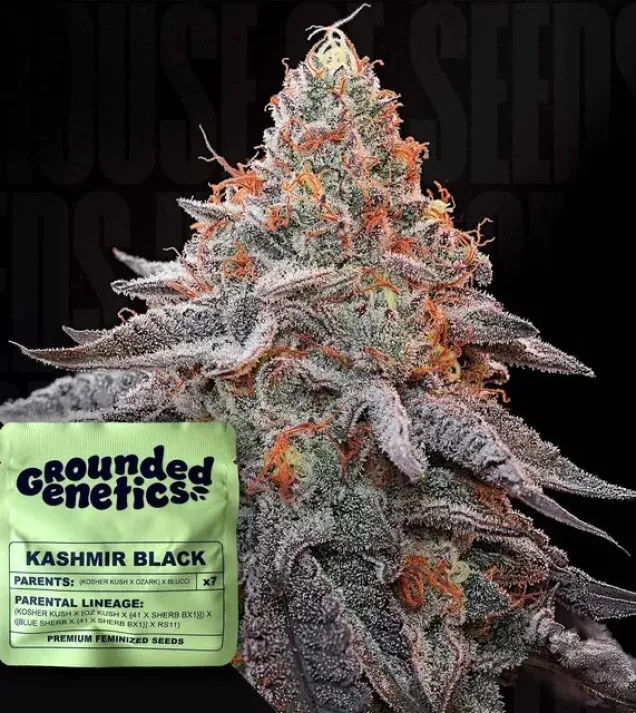 Kashmir Black