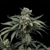 Lemon Juice F1
